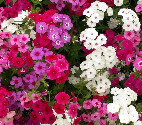 Drummond Phlox Flower Seeds Mixed Colors  Easy to Grow