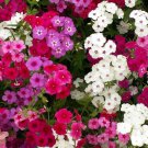 Drummond Phlox Flower Seeds Mixed Colors  Easy to Grow