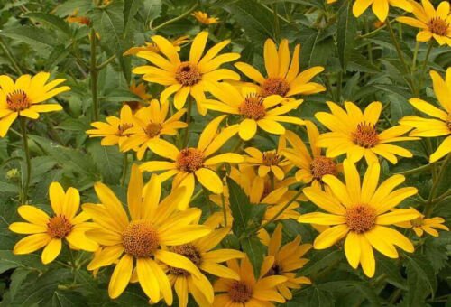 Ox Eye Flower Seeds Sunflower Heliopsis Helianthoides  Easy to Grow