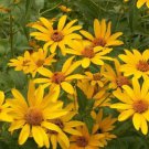 Ox Eye Flower Seeds Sunflower Heliopsis Helianthoides  Easy to Grow