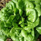 Buttercrunch Butterhead Lettuce Seeds Non Gmo Heirloom  Easy to Grow