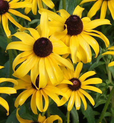 Black Eyed Sn Flower Seeds Rudbeckia Hirta Easy to Grow