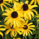 Black Eyed Sn Flower Seeds Rudbeckia Hirta Easy to Grow