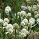 Rattlesnake Master Flower Seeds Eryngium Yuccifolium  Easy to Grow