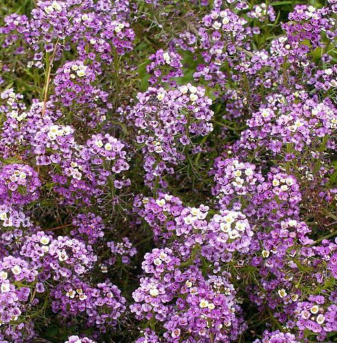 Sweet Alyssum Flower Seeds Royal Carpet Dwarf Purple Ground Cover Easy to Grow