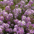 Sweet Alyssum Flower Seeds Royal Carpet Dwarf Purple Ground Cover Easy to Grow Sweet Alyssum Flower Seeds Royal Carpet Dwarf Purple Ground Cover Easy to Grow
