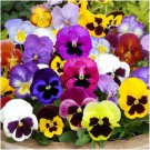Pansy Flower Seeds Swiss Giants Mix Viola Wittrockiana  Easy to Grow
