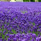 English Lavender Seeds Lavandula Angustifolia Herb Flower  Easy to Grow