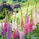 Foxglove Flower Seeds Lady'S Glove Mixed Colors  Easy to Grow