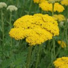 Gold Yarrow Seeds Perennial Herb Flower Non Gmo  Easy to Grow