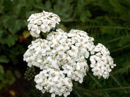 White Yarrow Seeds Perennial Herb Flower Non Gmo  Easy to Grow