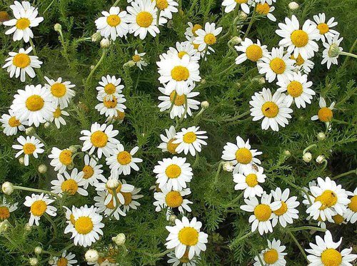 2000 Roman Chamomile Seeds Ground Cover Teas Medical Non Gmo Heirloom Easy to Grow