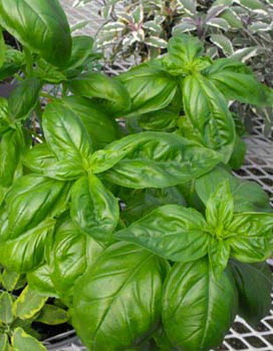 Genovese Basil Herb Seeds Non Gmo Heirloom  Easy to Grow