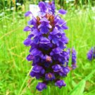 Heal All Seeds Flower Herb Prunella Vulgaris Heirloom Non Gmo  Easy to Grow