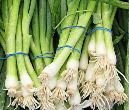 Evergreen White Bunching Onion Seeds Scallions Nongmo  Easy to Grow