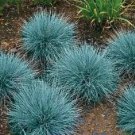 500 Blue Fescue Ornamental Grass Seeds  Easy to Grow