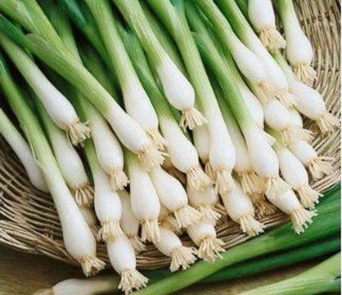 Organic Tokyo Long White Bunching Onion Seeds Scallions Nongmo  Easy to Grow
