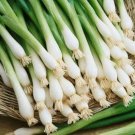 Organic Tokyo Long White Bunching Onion Seeds Scallions Nongmo  Easy to Grow