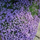 Purple Rockcress Flower Seeds Aubrieta Deltoidea Ground Cover Easy to Grow