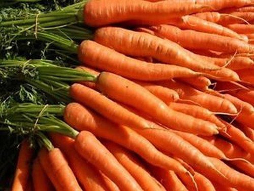 Imperator 58 Carrot Seeds Danver Non Gmo Heirloom  Easy to Grow