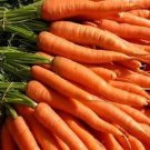 Imperator 58 Carrot Seeds Danver Non Gmo Heirloom  Easy to Grow