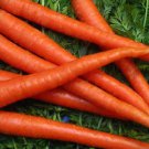Scarlet Nantes Carrot Seeds Coreless Non Gmo Heirloom  Easy to Grow