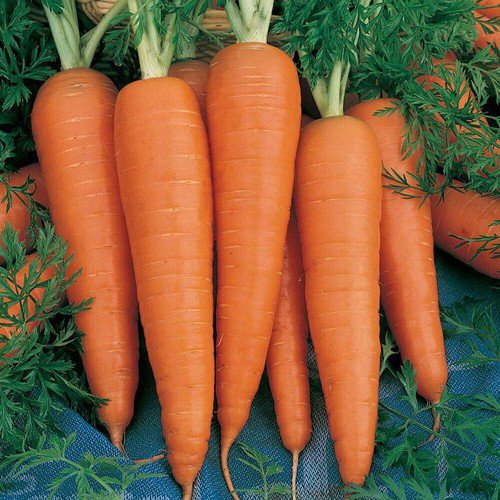 Danvers 126 Half Long Carrot Seeds Non Gmo Heirloom  Easy to Grow