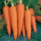 Danvers 126 Half Long Carrot Seeds Non Gmo Heirloom  Easy to Grow