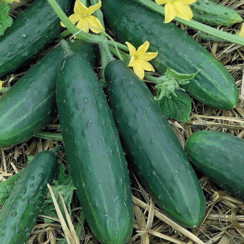 Spacemaster Cucumber Seeds Non Gmo Heirloom  Easy to Grow