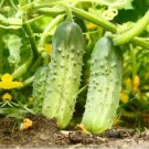 National Pickling Cucumber Seeds Non Gmo Heirloom  Easy to Grow