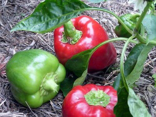 125 Keystone Resistant Giant Bell Pepper Seeds Non Gmo Heirloom  Easy to Grow