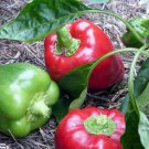 125 Keystone Resistant Giant Bell Pepper Seeds Non Gmo Heirloom  Easy to Grow