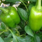 100 California Wonder Bell Pepper Seeds Non Gmo Heirloom  Easy to Grow