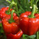 100 Yolo Wonder Bell Pepper Seeds Non Gmo Heirloom  Easy to Grow