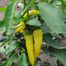 75 Hungarian Sweet Banana Pepper Seeds Non Gmo Heirloom  Easy to Grow