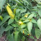 75 Organic Hungarian Hot Banana Pepper Seeds Non Gmo Heirloom  Easy to Grow