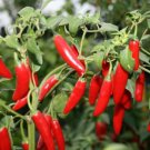 40 Organic Hot Serrano Tampiqueno Pepper Seeds Non Gmo Heirloom  Easy to Grow