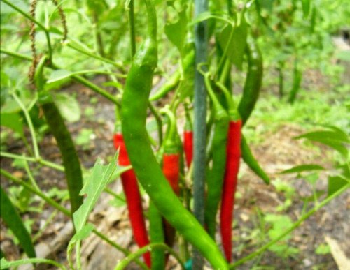 40 Organic Red Cayenne Chili Peppers Seeds Non Gmo Heirloom  Easy to Grow