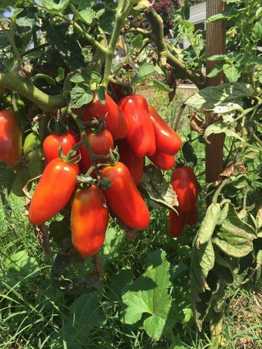 San Marzano Tomato Seeds Non Gmo Heirloom Determinate  Easy to Grow
