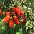 San Marzano Tomato Seeds Non Gmo Heirloom Determinate  Easy to Grow