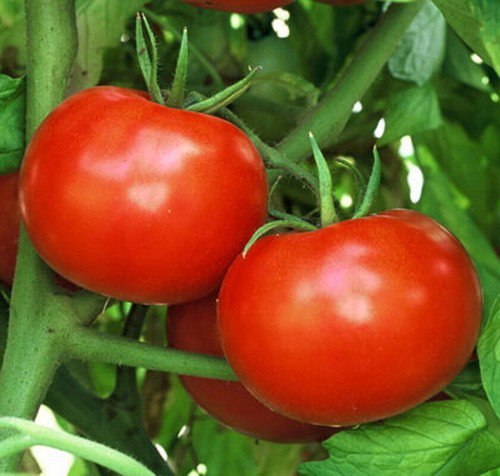 Rutger'S Tomato Seeds Organic Non Gmo Heirloom  Easy to Grow