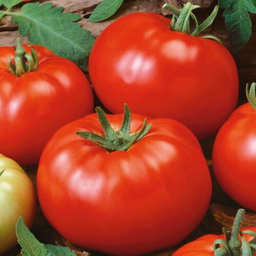 Red Brandywine Tomato Seeds Organic Non Gmo Heirloom  Easy to Grow
