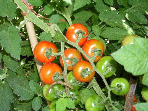 Large Red Cherry Tomato Seeds Organic Non Gmo Heirloom  Easy to Grow