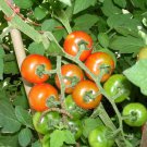 Large Red Cherry Tomato Seeds Organic Non Gmo Heirloom  Easy to Grow