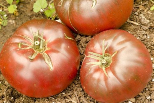 Cherokee Purple Tomato Seeds Organic Non Gmo Heirloom  Easy to Grow