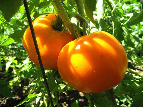 Golden Jubilee Tomato Seeds Non Gmo Organic Heirloom  Easy to Grow