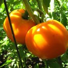 Golden Jubilee Tomato Seeds Non Gmo Organic Heirloom  Easy to Grow