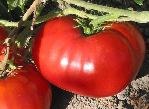 Delicious Tomato Seeds Non Gmo Heirloom  Easy to Grow