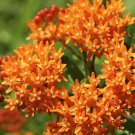 100 Orange Butterfly Weed Seeds Perennial Organic Easy to Grow