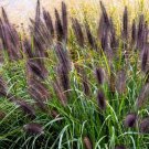 100 Dwarf Black Fountain Grass Seeds Organic Easy to Grow